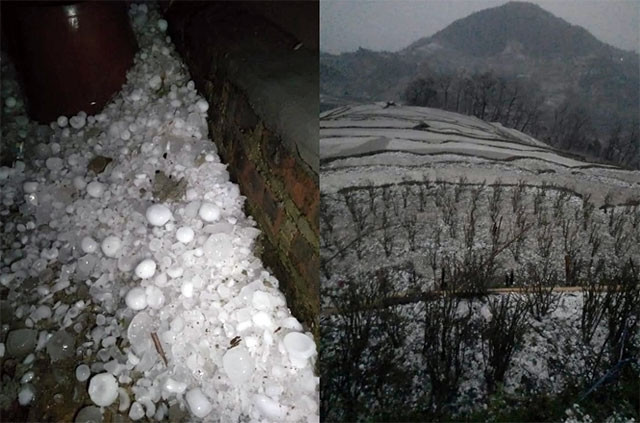 Mưa đá với số lượng lớn và xảy ra trên diện rộng ở các xã biên giới huyện Phong Thổ.
