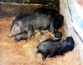Lợn rừng trong vườn thí nghiệm<br>đã sinh ra những chú lợn con.