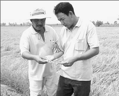 Nông dân ở tổ sản xuất lúa giống ấp 3, xã Phong Phú kiểm tra chất lượng lúa giống.
