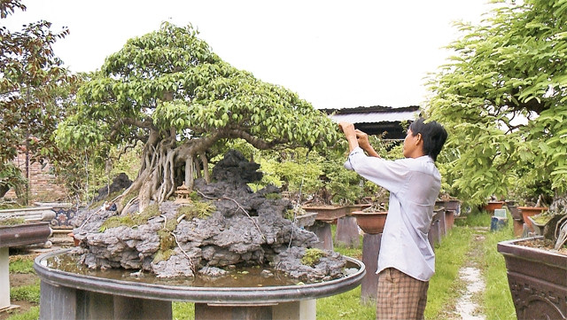 Nghề trồng cây cảnh đang phát triển mạnh ở Hóc Môn.