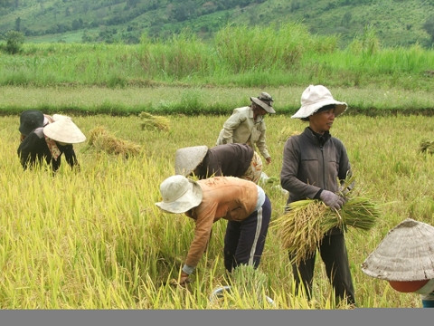 Người dân Phú Mỡ thu hoạch lúa nước.