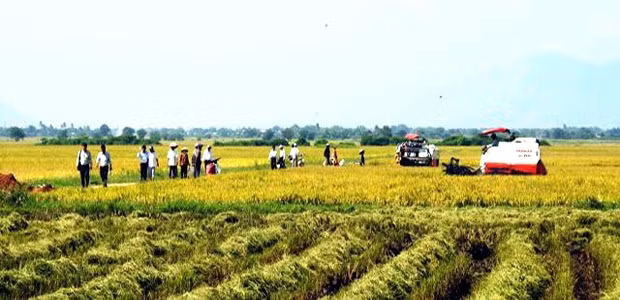 Không khí ngày ra quân tại mô hình cánh đồng lớn ở xã Phước Hậu rất sôi động.