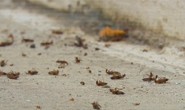 Tại trường THPT thành phố Điện Biên Phủ xuất hiện hàng nghìn con kiến ba khoang.