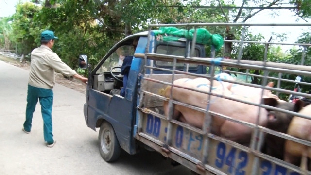 Trong ngày 23-5, thương lái vẫn thu gom, vận chuyển lợn ở trong vùng có dịch