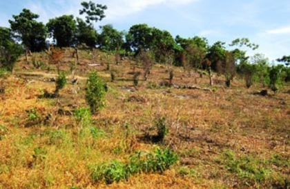 Cây sở bị chết ở xã Nghĩa Yên, huyện Nghĩa Đàn.
