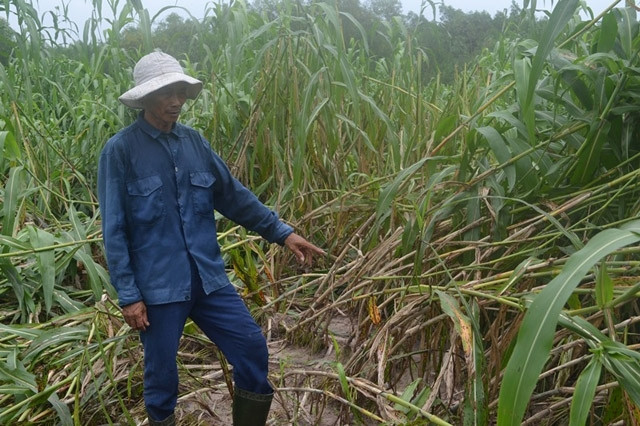 Nông dân Đồng Nai chưa mặn mà với cây siêu cao lương vì hiệu quả kinh tế thấp. 