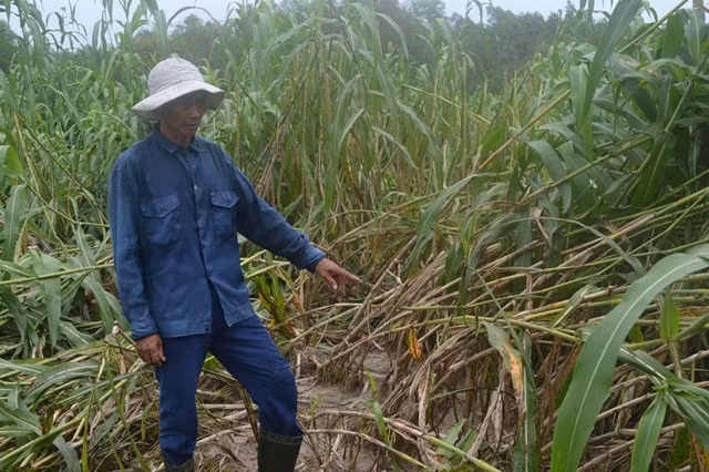Nông dân Đồng Nai chưa mặn mà với cây siêu cao lương vì hiệu quả kinh tế thấp. 