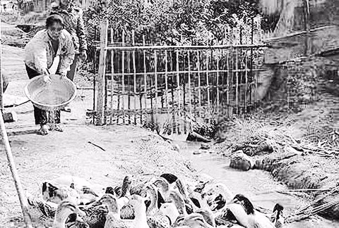 Các hộ gia đình ở xã Cắm Muộn, huyện Quế Phong tập trung phát triển đàn vịt bầu Quỳ.