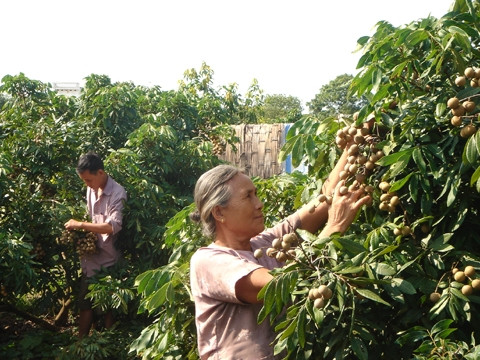 Nông dân xã Hồng Nam, TP Hưng Yên, tỉnh Hưng Yên chăm sóc nhãn ẢNH: ĐỨC HÙNG 