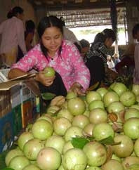 Tiền Giang mở rộng vùng chuyên canh vú sữa Lò Rèn