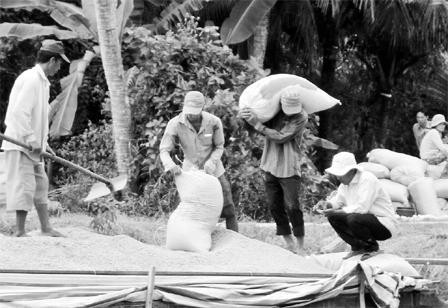 Trần Văn Liểm - người ngồi đội mũ, đang mua lúa tại xã Vĩnh Hòa Hiệp, Châu Thành.