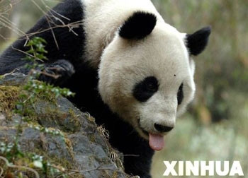 Trung Quốc: Con gấu trúc đầu tiên thả vào môi trường hoang dã đã chết