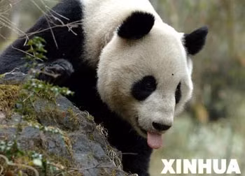 Trung Quốc: Con gấu trúc đầu tiên thả vào môi trường hoang dã đã chết