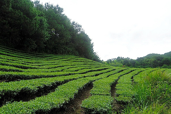 Những luống chè xanh ngắt chạy dài trên vùng chè nguyên liệu của địa phương.