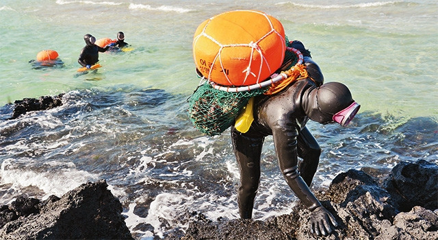 Ngày làm việc của các nữ thợ lặn đảo Jeju.