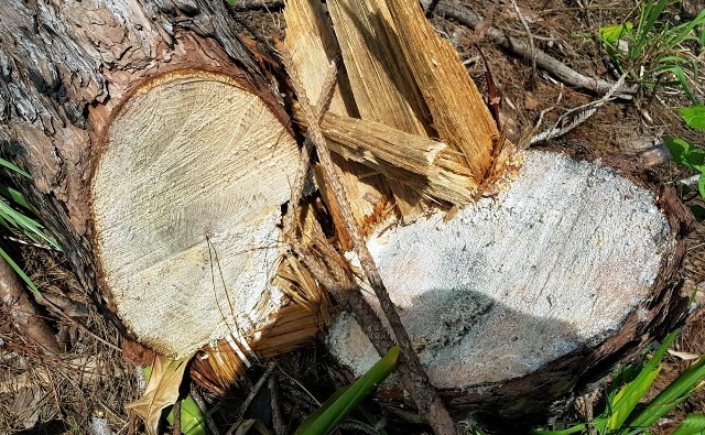 Nhiều gốc thông bị cưa hạ còn ứa nhựa.