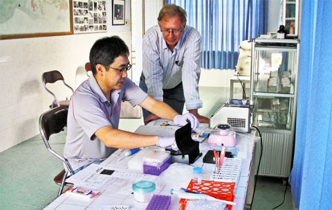 TS Ron P.Marchand (người đứng) cùng chuyên gia Nhật Bản tiến hành mổ "muỗi chúa" để nghiên cứu.