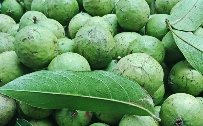 Một màu xanh nõn nà của sấu tươi ngày hè.