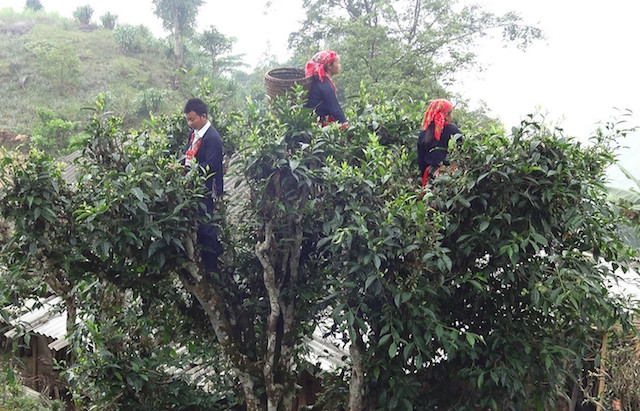 Thu hái chè Shan tuyết tại xã Cao Bồ, huyện Vị Xuyên, tỉnh Hà Giang.