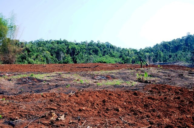 Hiện trường vụ hủy hoại gần 15 ha rừng tại tiểu khu 1680, thuộc Công ty Lâm nghiệp Quảng Sơn quản lý.