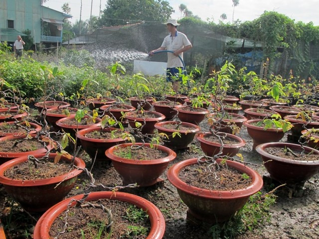 Làng mai Vườn Hồng – Phú Vĩnh đón tết