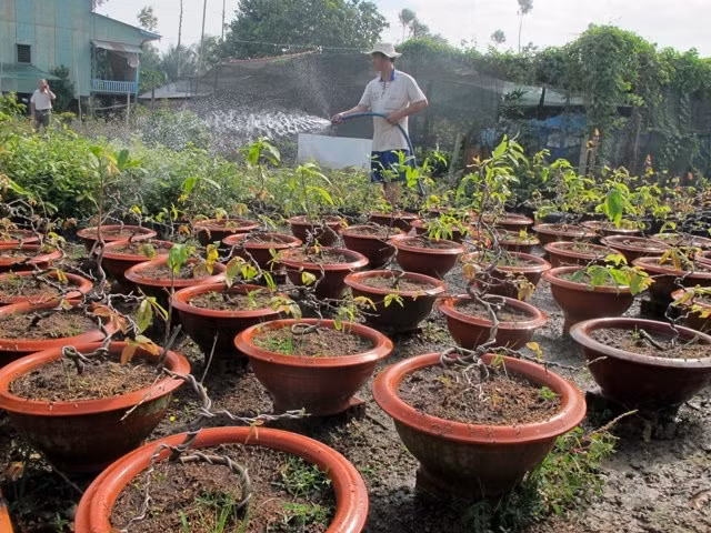 Làng mai Vườn Hồng – Phú Vĩnh đón tết