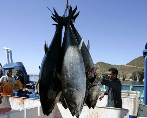 Cá ngừ vây xanh mang phóng xạ từ Nhật Bản sang Mỹ