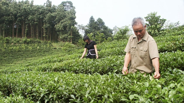 Nông dân xã La Bằng (Đại Từ, Thái Nguyên) thu hái chè chính vụ.