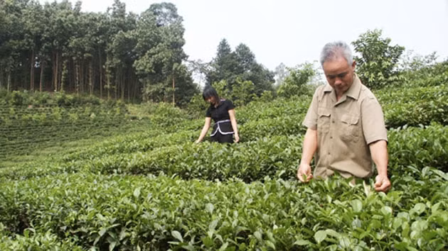 Nông dân xã La Bằng (Đại Từ, Thái Nguyên) thu hái chè chính vụ.