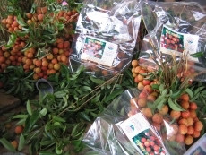 Vải thiều xuất mạnh qua cửa khẩu Lào Cai