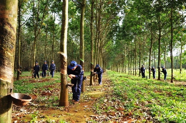 Cấp mã DRG cho Công ty CP Cao-su Đác Lắc