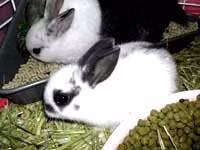 Lai tạo hai giống thỏ mới