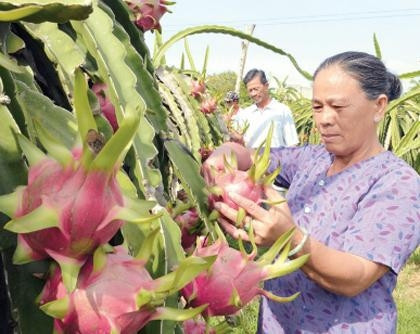 Nông dân thôn Phú Mỹ, xã Hàm Mỹ  (Hàm Thuận Nam, Bình Thuận) thu hoạch thanh long trái vụ năm 2012.