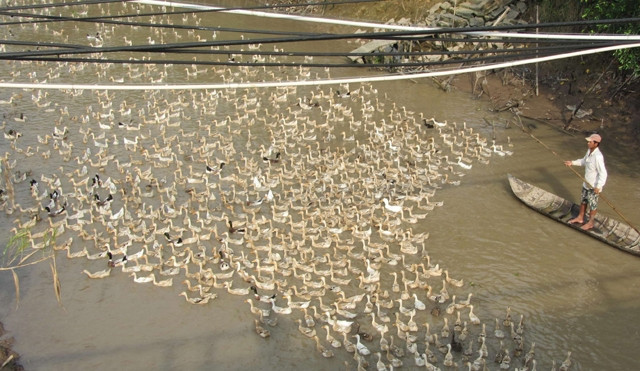 Anh Cường lùa đàn vịt đến Kênh Chó Mực, xã Mỹ Hiệp, huyện Chợ Mới (An Giang).