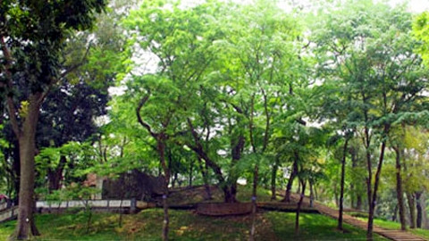 Sưa đỏ ở công viên Bách Thảo. (Ảnh: Internet)