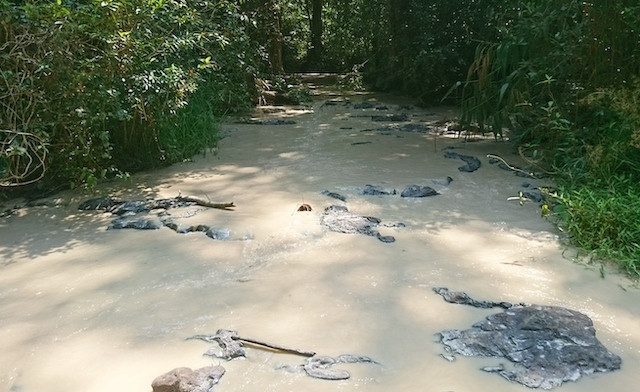 Nước suối bị ô nhiễm với màu đục trắng chảy xa đến hàng chục km.