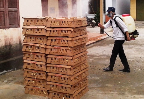 Phun hoá chất tiêu độc lên số gia cầm không rõ nguồn gốc trước khi tiêu huỷ.