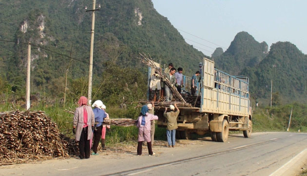 Ngành mía đường cũng ảnh hưởng bởi giá vận chuyển