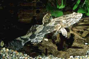 Cá bống tượng.