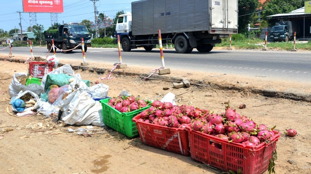 Thanh long bị đổ bỏ vì nhiễm bệnh