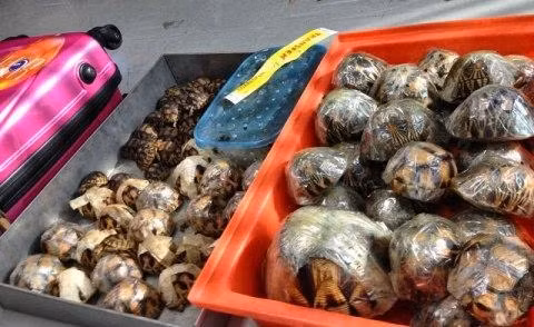 Các cá thể rùa sao bị phát hiện tại sân bay Suvarnabhumi.