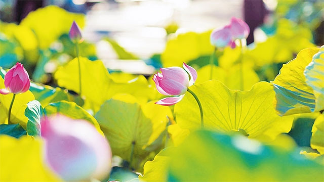 Hồ Tây mỗi độ sen hồng