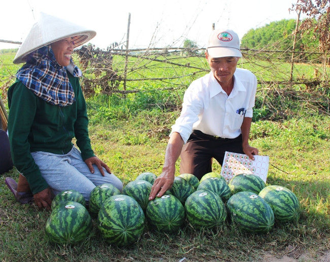 Ông Trần Mai Hưng, Giám đốc HTX Huỳnh Công Tây dán tem truy xuất nguồn gốc dưa hấu Vĩnh Tú tại đồng.