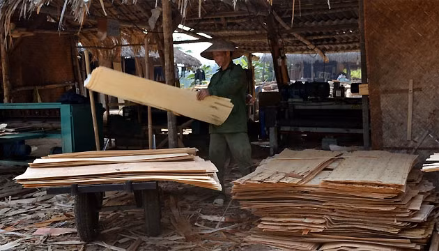 Vốn đầu tư 200 đến 300 triệu đồng, ngày càng có nhiều cơ sở xẻ gỗ bóc được hình thành ở Bắc Cạn. 