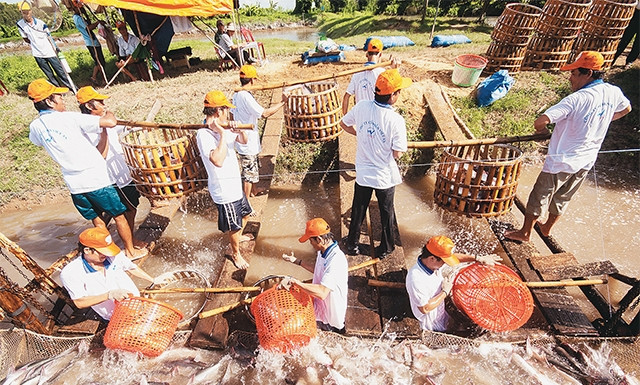 Thu hoạch cá tại vùng nuôi tỉnh Vĩnh Long. Ảnh: QUỐC DŨNG