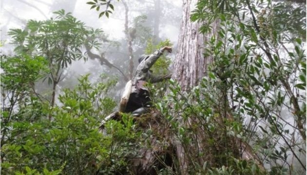 Đánh giá mới dựa trên dữ liệu từ 400.000 lô rừng trên toàn thế giới.