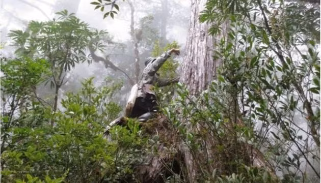 Đánh giá mới dựa trên dữ liệu từ 400.000 lô rừng trên toàn thế giới.