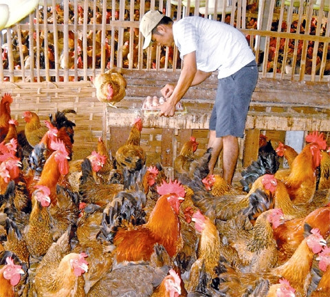 Trang trại gà của ông Nguyễn Ðôn Hùng.