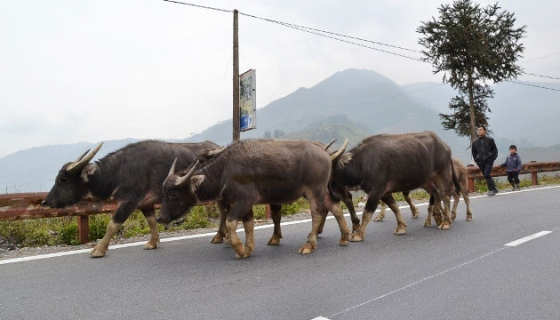 Người dân Sa Pa lùa trâu xuống vùng thấp tránh rét.
