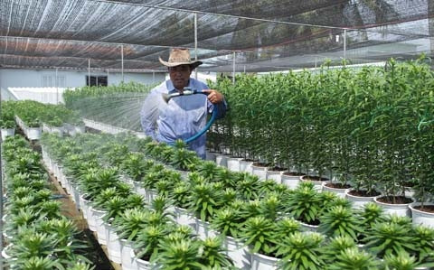 Ông Trần Văn Phương là một nghệ nhân say mê với việc "thuần hóa" những giống hoa ngoại.